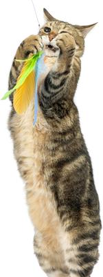 Show full view: Huxley & Kent Cat Wand Teaser Sour Scratch Cat Toy, Green/Blue/Yellow slide 5 of 11