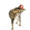 Show in main carousel: Huxley & Kent Cat Wand Wire Birdy & Mouse Cat Toy, Red/Gray/Blue slide 5 of 9