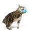Show in main carousel: Huxley & Kent Cat Wand Wire Dragonfly & Mouse Cat Toy, Blue/Gray/Yellow slide 5 of 11