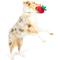 Show in main carousel: Huxley & Kent Dog Power Plush Chocolate Strawberry Dog Toy, Red, Small slide 6 of 9
