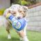 Show in main carousel: Huxley & Kent Dog Power Plush Fido Loco Tequila Dog Toy, Blue, Large slide 5 of 10