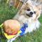 Show in main carousel: Huxley & Kent Dog Power Plush Hamburger Dog Toy, Brown, Small slide 6 of 7