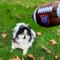 Show in main carousel: Huxley & Kent Dog Power Plush HK Football Dog Toy, Brown/White, Large slide 6 of 8