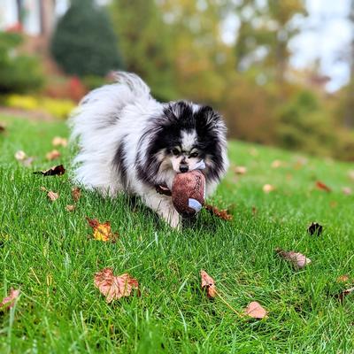 Show full view: Huxley & Kent Dog Power Plush HK Football Dog Toy, Brown/White, Large slide 5 of 8