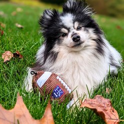 Huxley & Kent Dog Power Plush HK Football Dog Toy, Brown/White, Small slide 2 of 7