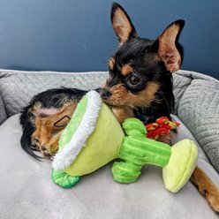 Huxley & Kent Dog Power Plush Margarita Loco Dog Toy, Green, Small slide 2 of 6