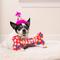 Show in main carousel: Huxley & Kent Dog Power Plush Party Time Bone Pink Dog Toy, Pink, Small slide 7 of 10