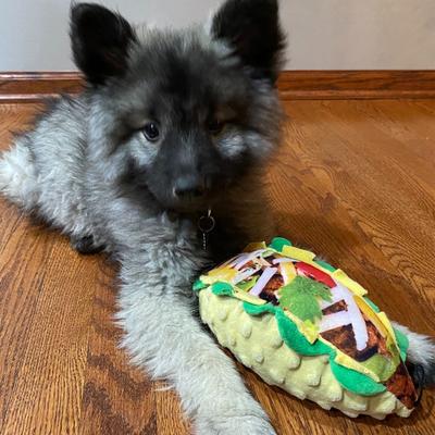 Show full view: Huxley & Kent Dog Power Plush Taco Tuesday Dog Toy, Brown, Large slide 8 of 10