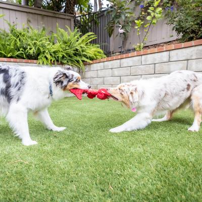 Show full view: Huxley & Kent Dog Slappies Claude Lobster Dog Toy, Red, Large slide 8 of 10