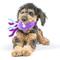 Show in main carousel: Huxley & Kent Dog Slappies Squiggly Squid Dog Toy, Purple, Small slide 7 of 8