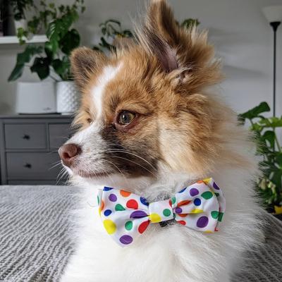 Show full view: Huxley & Kent Happy Barkday Dog & Cat Bow Tie, White/Multicolor, Large slide 5 of 7