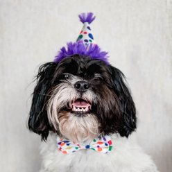 Huxley & Kent Happy Barkday Dog & Cat Party Hat, White/Multicolor, Large slide 2 of 6
