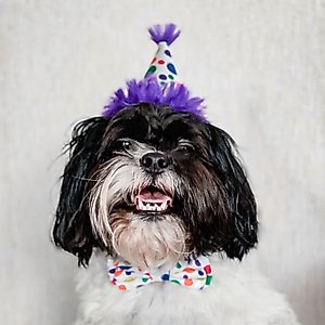 Huxley & Kent Happy Barkday Dog & Cat Party Hat, White/Multicolor, Small