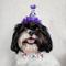 Show in main carousel: Huxley & Kent Happy Barkday Dog & Cat Party Hat, White/Multicolor, Small slide 5 of 8