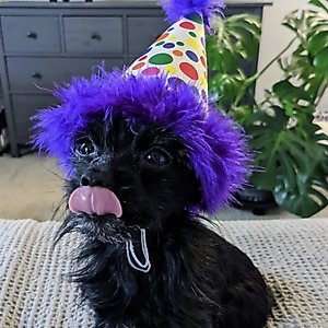 Huxley & Kent Happy Barkday Dog & Cat Party Hat, White/Multicolor, Small