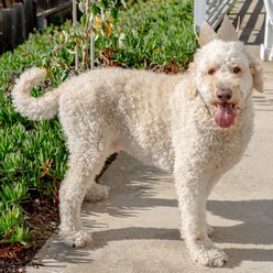 Huxley & Kent Party Crown Dog & Cat Hat, Gold, Large slide 2 of 8