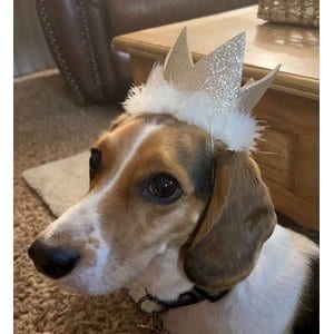 Huxley & Kent Party Crown Dog & Cat Hat, Gold, Large