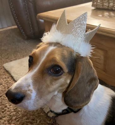 Show full view: Huxley & Kent Party Crown Dog & Cat Hat, Gold, Large slide 7 of 10