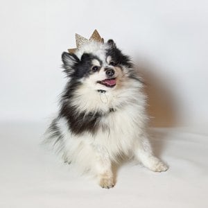 Huxley & Kent Party Crown Dog & Cat Hat, Gold, Large