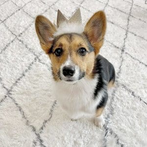 Huxley & Kent Party Crown Dog & Cat Hat, Gold, Large