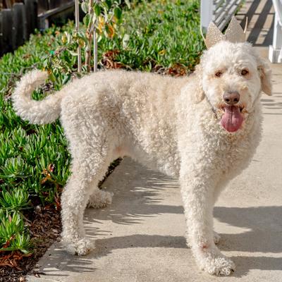 Show full view: Huxley & Kent Party Crown Dog & Cat Hat, Gold, Small slide 9 of 11