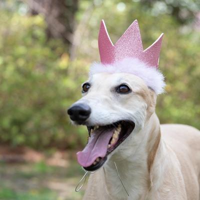 Show full view: Huxley & Kent Party Crown Dog & Cat Hat, Pink, Large slide 5 of 8