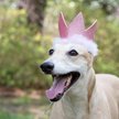Show in main carousel: Huxley & Kent Party Crown Dog & Cat Hat, Pink, Small slide 5 of 8
