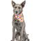 Show in main carousel: Huxley & Kent Party Time 2.0 Dog & Cat Bandana, Pink, Small slide 4 of 9
