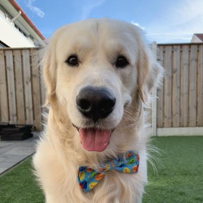 Show full view: Huxley & Kent Party Time Dog & Cat Bow Tie, Blue, Large slide 7 of 10