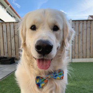 Huxley & Kent Party Time Dog & Cat Bow Tie, Blue, Small