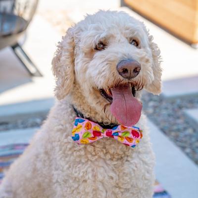 Show full view: Huxley & Kent Party Time Dog & Cat Bow Tie, Pink, Small slide 5 of 7