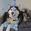 Show in main carousel: Huxley & Kent Party Time Dog & Cat Party Hat, Blue, Large slide 6 of 9