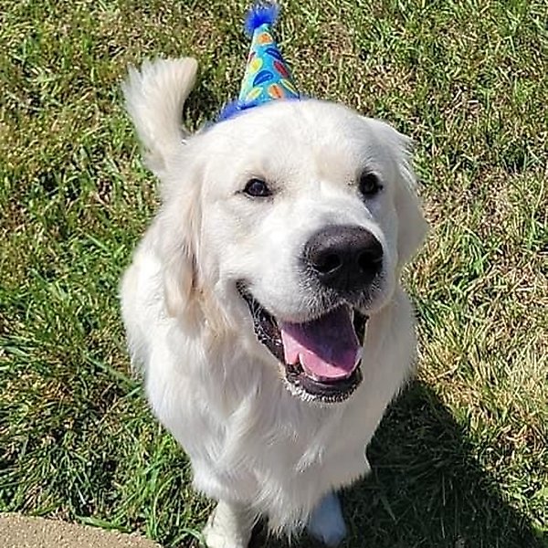 Show full view: Huxley & Kent Party Time Dog & Cat Party Hat, Blue, Large slide 7 of 9