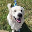 Show in main carousel: Huxley & Kent Party Time Dog & Cat Party Hat, Blue, Large slide 7 of 9