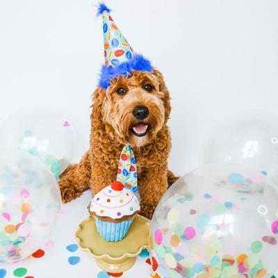 Show full view: Huxley & Kent Party Time Dog & Cat Party Hat, Blue, Large slide 5 of 9