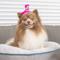 Show in main carousel: Huxley & Kent Party Time Dog & Cat Party Hat, Pink, Large slide 8 of 11