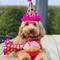 Show in main carousel: Huxley & Kent Party Time Dog & Cat Party Hat, Pink, Small slide 9 of 11