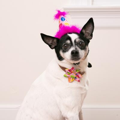 Show full view: Huxley & Kent Party Time Dog & Cat Party Hat, Pink, Small slide 5 of 11