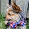 Show in main carousel: Huxley & Kent Paws & Stripes Dog & Cat Bow Tie, Red/White/Blue, Large slide 5 of 7
