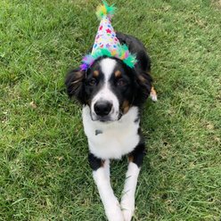 Huxley & Kent Superstar Dog & Cat Party Hat, Silver, Small slide 2 of 7