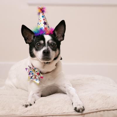 Show full view: Huxley & Kent Superstar Dog & Cat Party Hat, Silver, Small slide 5 of 9