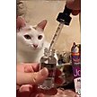 Show in main carousel: Hyalogic HyaFlex Hyalogic Hyaluronic Acid Hip & Joint Formula Cat Supplement, 1-fl oz bottle slide 7 of 9