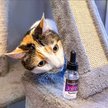 Show in main carousel: Hyalogic HyaFlex Hyalogic Hyaluronic Acid Hip & Joint Formula Cat Supplement, 1-fl oz bottle slide 8 of 9