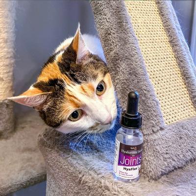 Show full view: Hyalogic HyaFlex Hyalogic Hyaluronic Acid Hip & Joint Formula Cat Supplement, 1-fl oz bottle slide 9 of 10