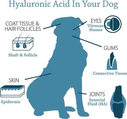 Show full view: Hyalogic HyaFlex Hyalogic Pro Pure Hyaluronic Acid Zinc Joint & Immune Support Dog Supplement, 8-fl oz bottle slide 6 of 10
