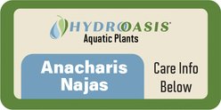 HydrOasis Anacharis Najas Submerged Bunched Reg Freshwater Fish Plant, 6 count slide 2 of 7