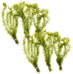 HydrOasis Anacharis Najas Submerged Bunched Reg Freshwater Fish Plant, 6 count