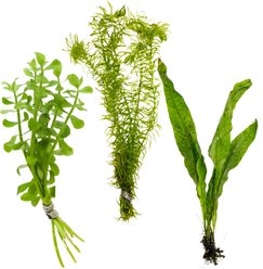 HydrOasis Aquatic Betta Bundle Freshwater Fish Plant