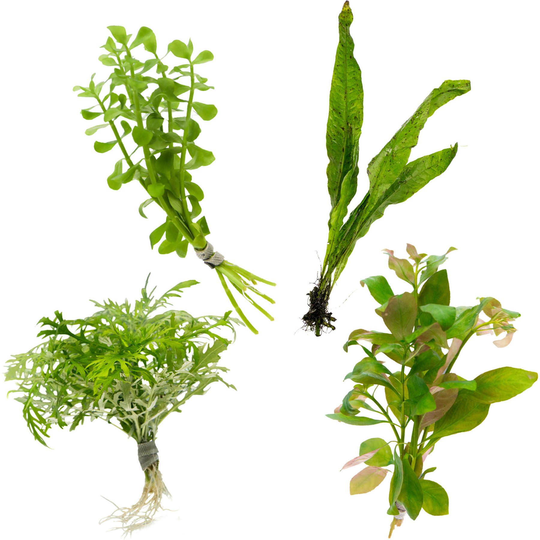 HydrOasis Aquatic Bundle Freshwater Fish Plant, 10-gal