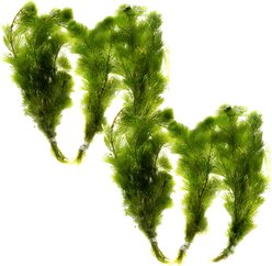 HydrOasis Cabomba Submerged Bunched Reg Freshwater Fish Plant, 6 count